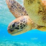 Turtle's Swim